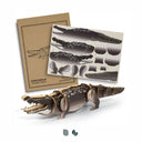Crocodile Wooden Model